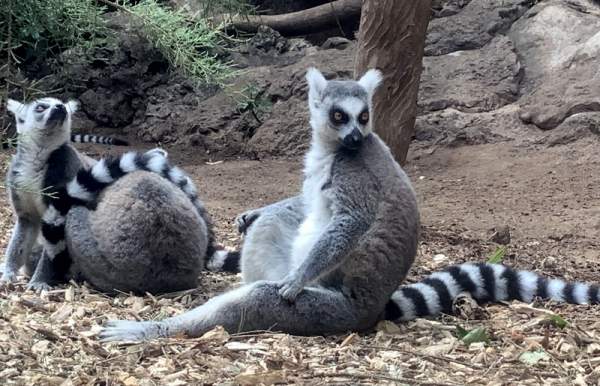 Loro Parque Teneriffa Juli 2024