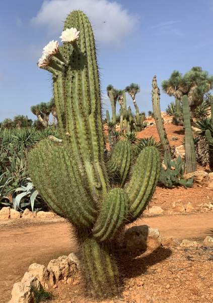 Botanicactus bei Santany / Mallorca im Oktober 2022