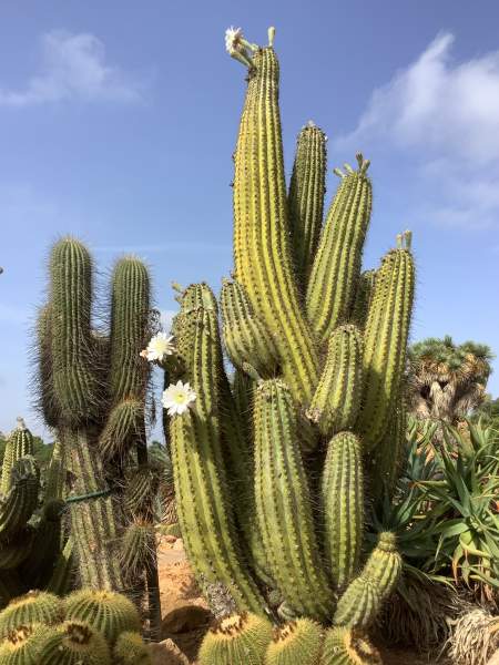 Botanicactus bei Santany / Mallorca im Oktober 2022