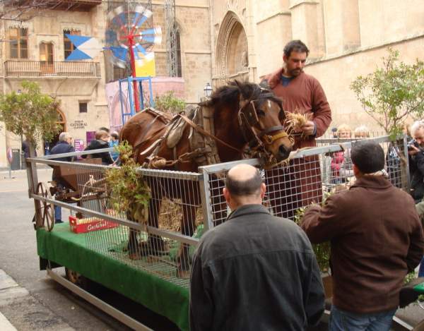 Beneides de Sant Antoni -Tiersegnung in Palma Januar 2014