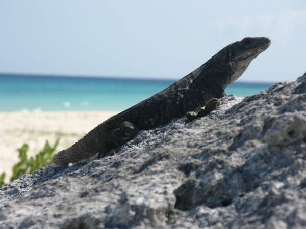 Riu Yucatan