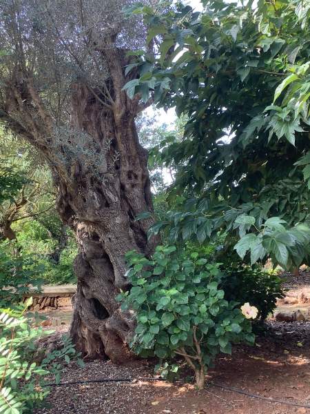 Botanicactus bei Santany / Mallorca im Oktober 2022