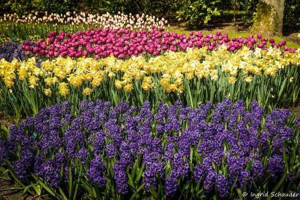 Keukenhof - ehemaliges Jagdschlo bei Lisse / Holland