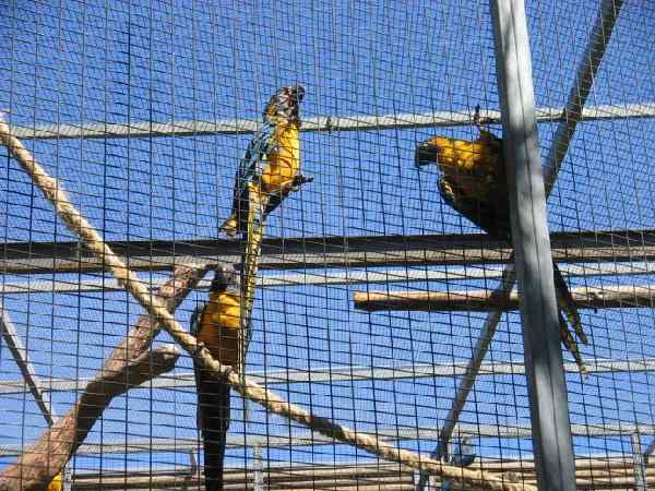 Loro Park auf Teneriffa